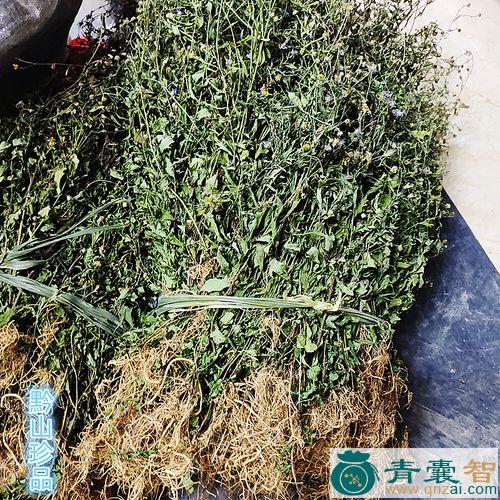 阶前菊的性状性味归经以及功效用法和注意事项-青囊智