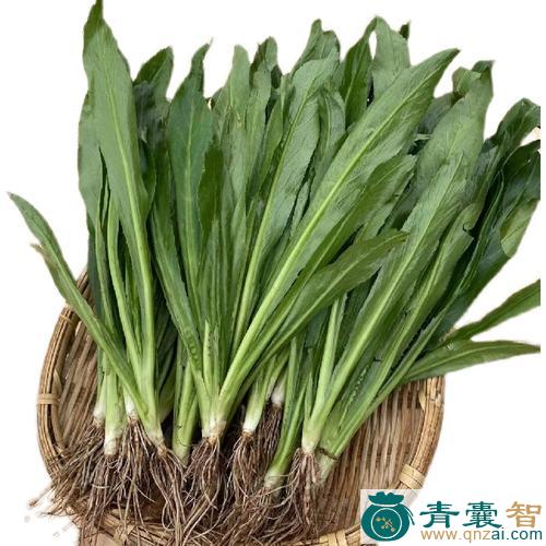 中药材阿瓦芫荽图片