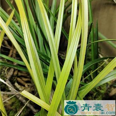 中药材阿罗汉草图片
