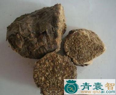 中药材阿魏侧耳图片