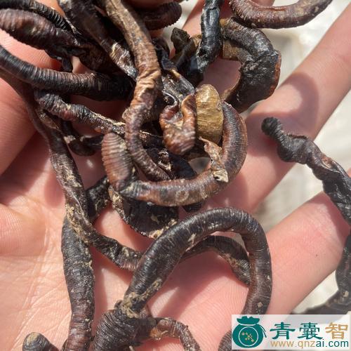 附蚓的性状性味归经以及功效用法和注意事项-青囊智