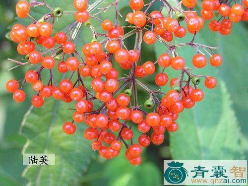 中药材陆英果实图片