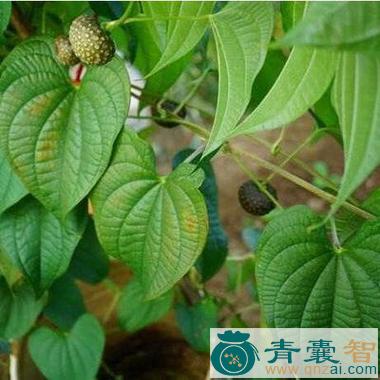 中药材陈痧草图片