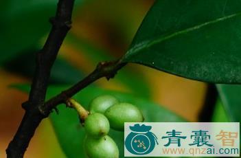 中药材陵水暗罗图片