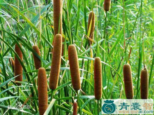 中药材隔河仙图片