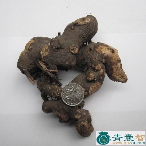 中药材雀仔麻图片