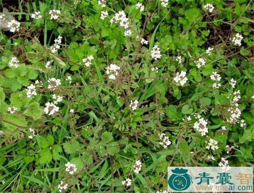 雀儿菜的性状性味归经以及功效用法-青囊智