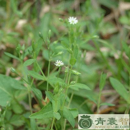 雀舌草的性状性味归经以及功效用法-青囊智