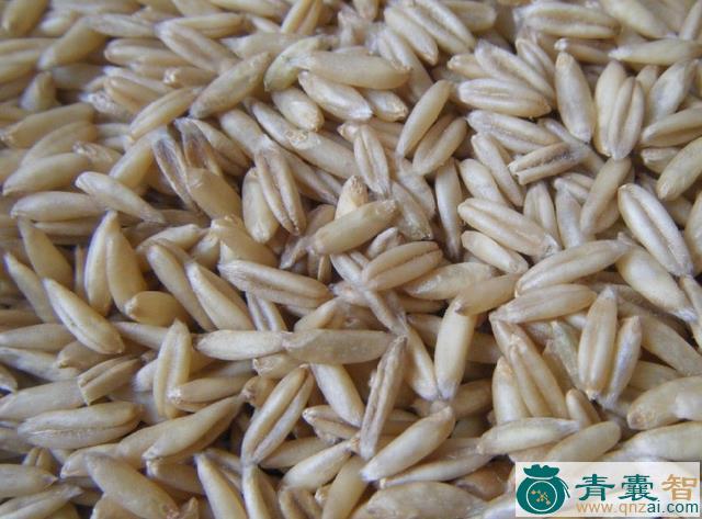 中药材雀麦米图片
