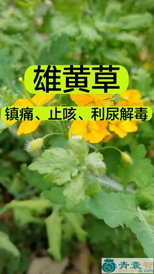 中药材雄黄草图片