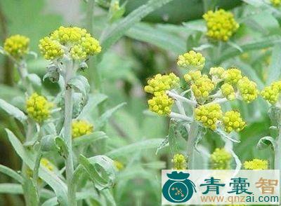 中药材雅红隆图片