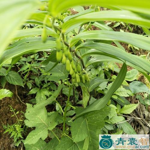 中药材雉鸡头图片