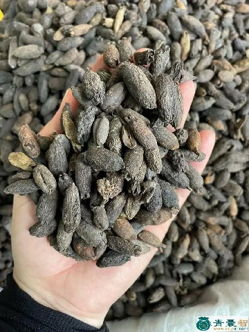中药材雌丁香图片