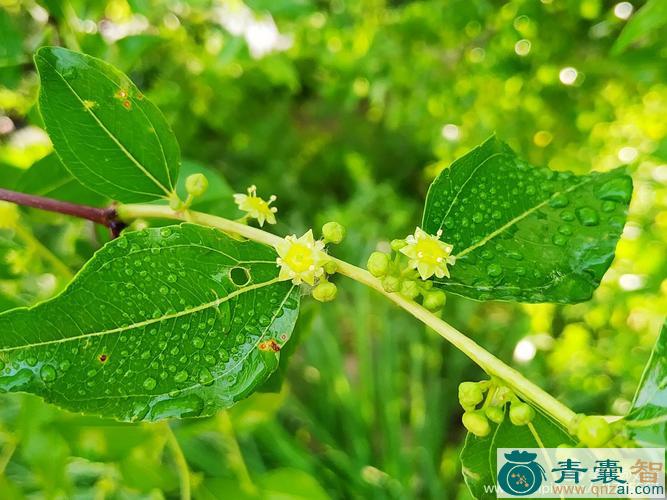 中药材雨过天晴图片