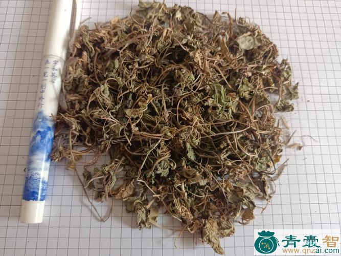 中药材雪汀菜图片