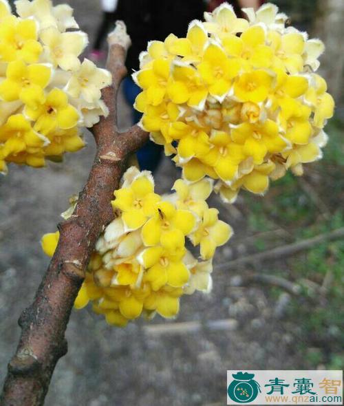 中药材雪里开花图片