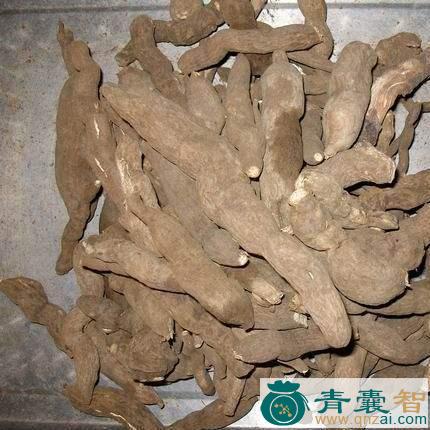 中药材雪里蕻图片