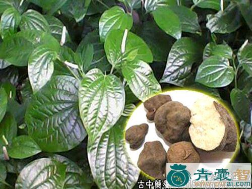 中药材雷丸草图片