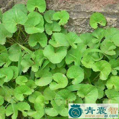 雷公橘的性味归经以及功效用法-青囊智