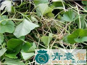 中药材雷公碗图片