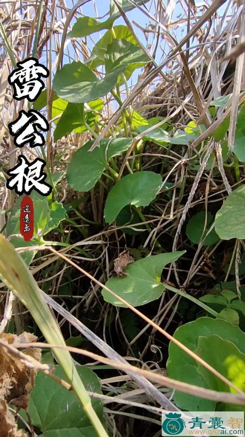 中药材雷公箭图片