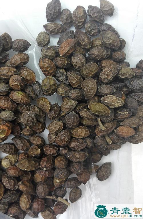中药材雷胆子图片