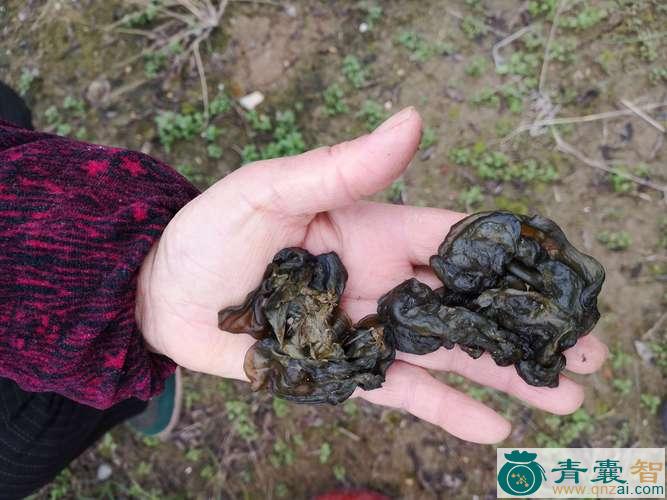 中药材雷菌图片