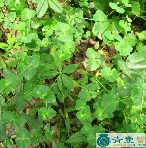 中药材震天雷图片