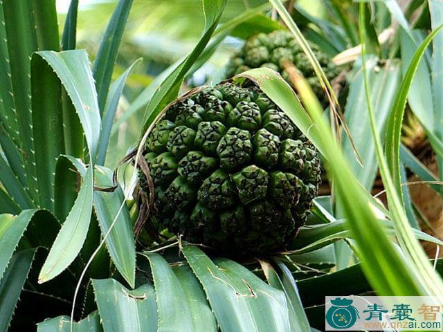 中药材露兜簕图片