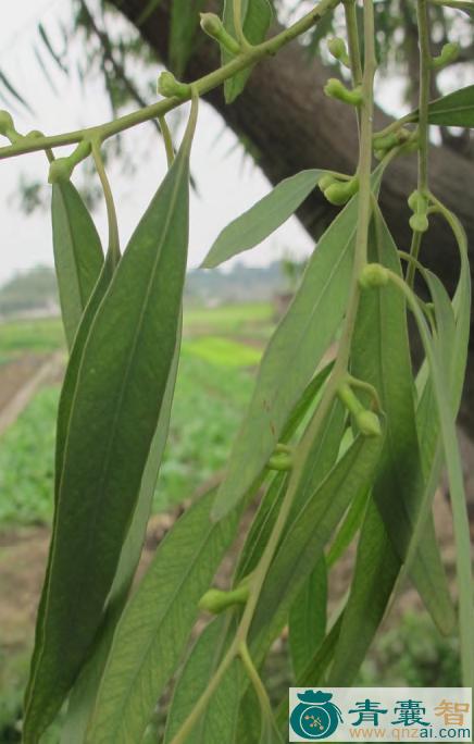中药材露缘桉图片