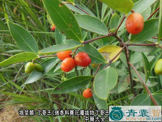 中药材霸天王图片