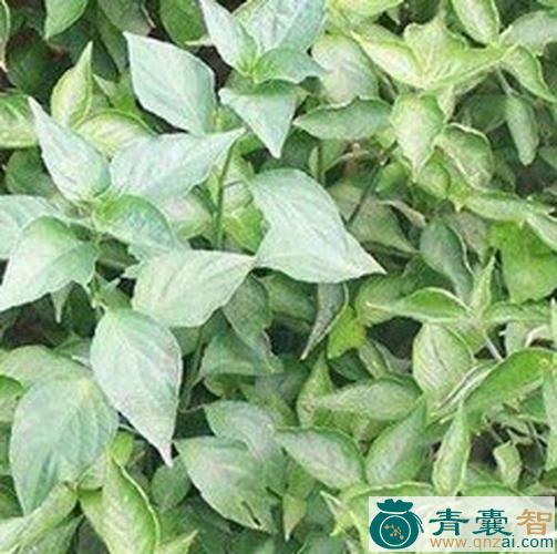 中药材青丝线图片