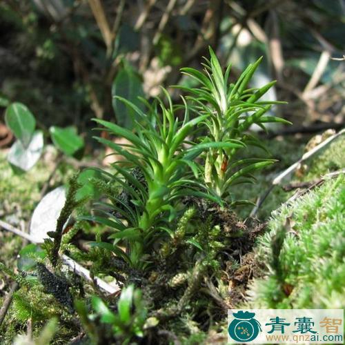 中药材青丝龙图片