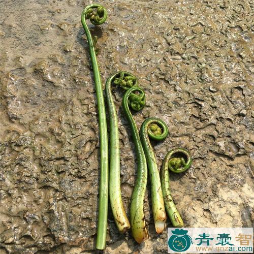 中药材青丫蕨图片