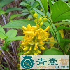 青倒水莲的性状性味归经以及功效用法-青囊智