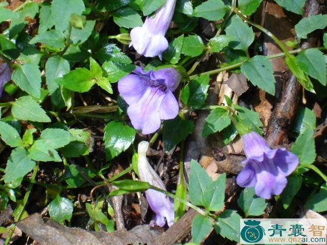 中药材青卷莲图片