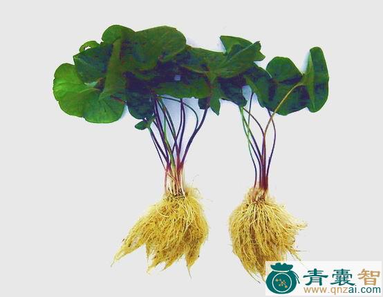 中药材青叶细辛图片