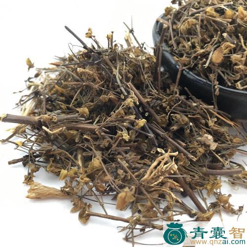 中药材青叶胆图片