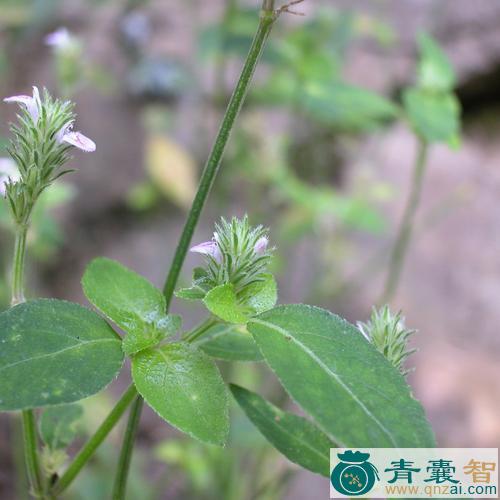中药材青小草图片