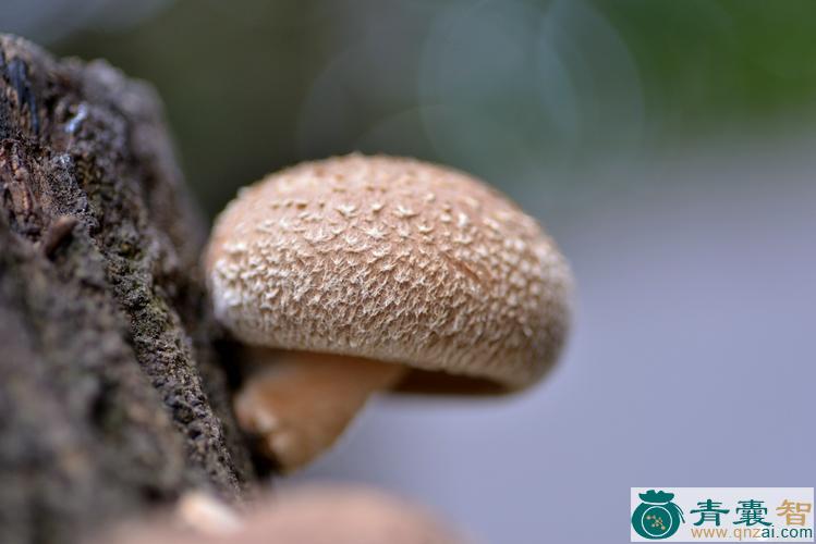 中药材青岗菌图片