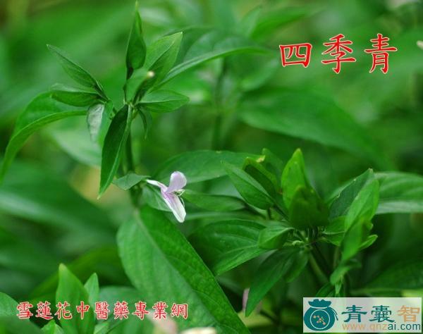 中药材青得方图片