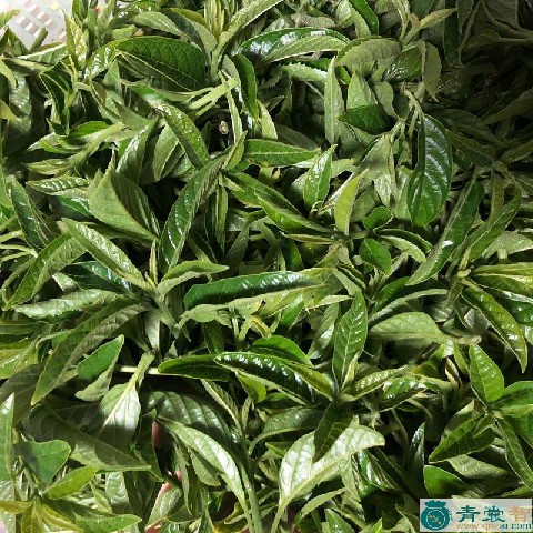 中药材青心草图片