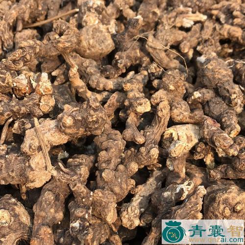 中药材青术图片