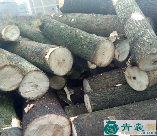 青桐木的性味归经以及功效用法-青囊智