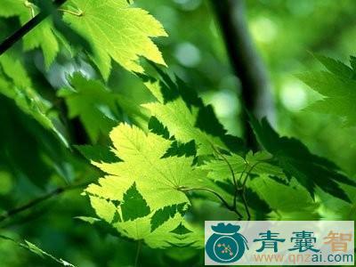 中药材青桐翠木图片