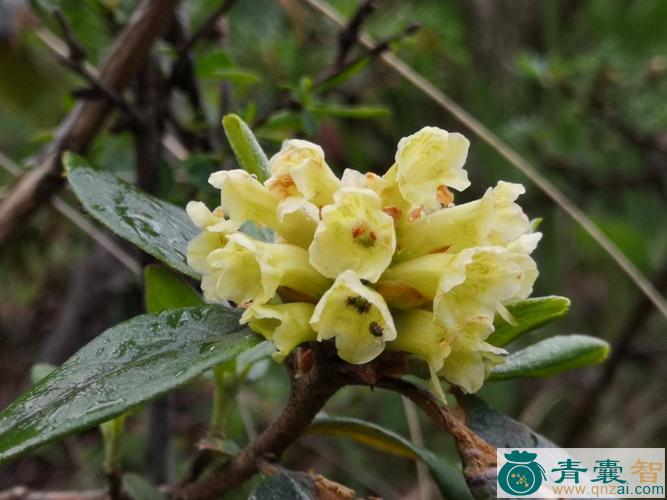 青海杜鹃-青囊智