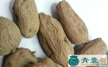 中药材青牛胆图片