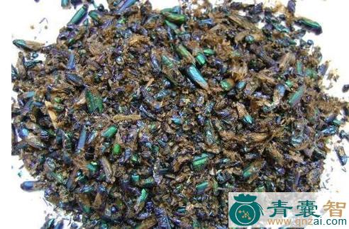 中药材青甲子图片