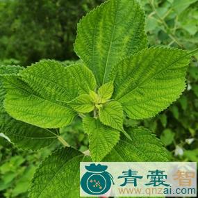 中药材青白麻叶图片