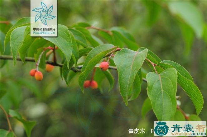 中药材青皮树图片